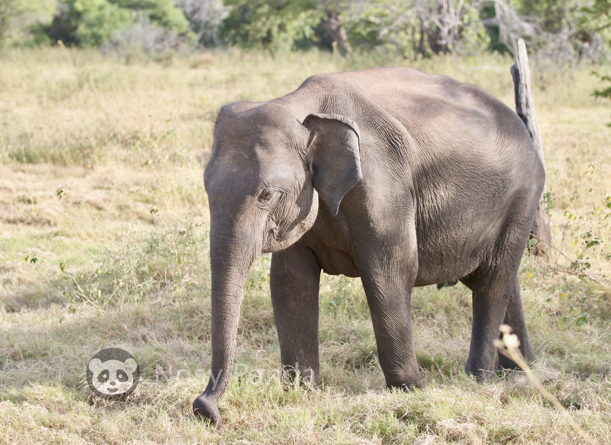 Young Asian elephant, also called Asiatic elephant enjoying time away from the herd - Northern Sri Lanka	