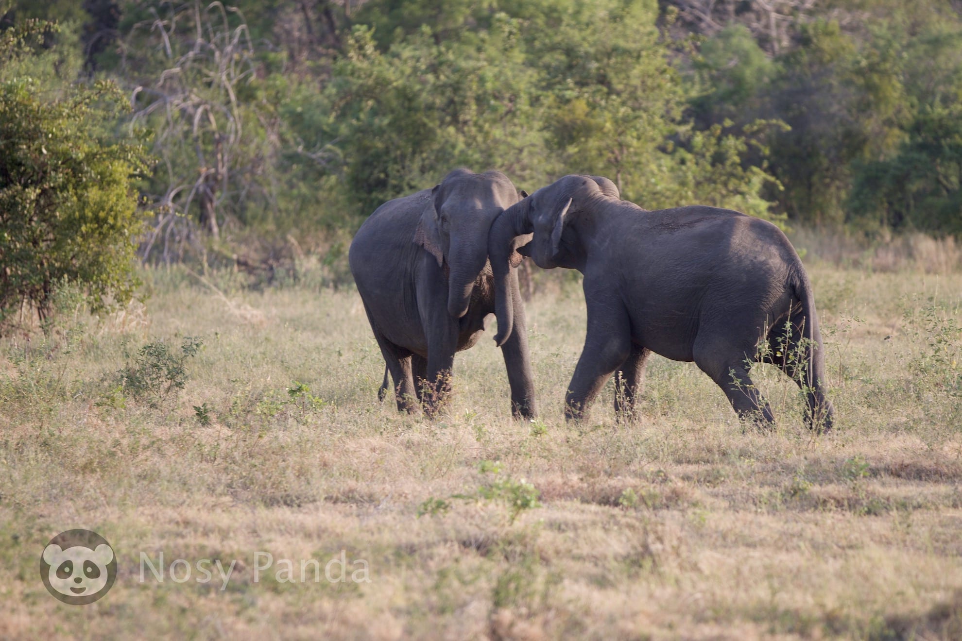 Minneriya National Park, Sri Lanka